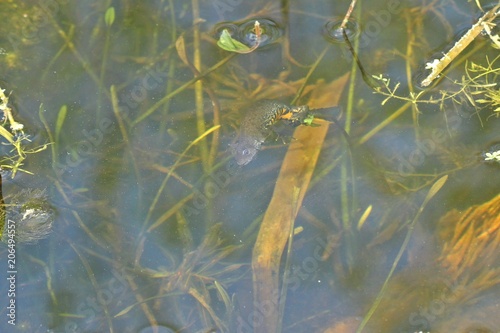 Weiblicher Kammmolch (Triturus cristatus) bei der Eiablage 