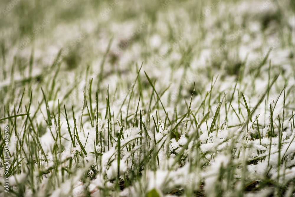 Green grass on lawn, covered with white snow. Crystals of ice on plants. Unexpected snow in springtime. Spring anomaly. Weather phenomenon.