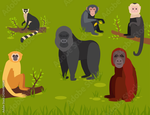 Monkey character animal different breads wild zoo ape chimpanzee vector illustration.
