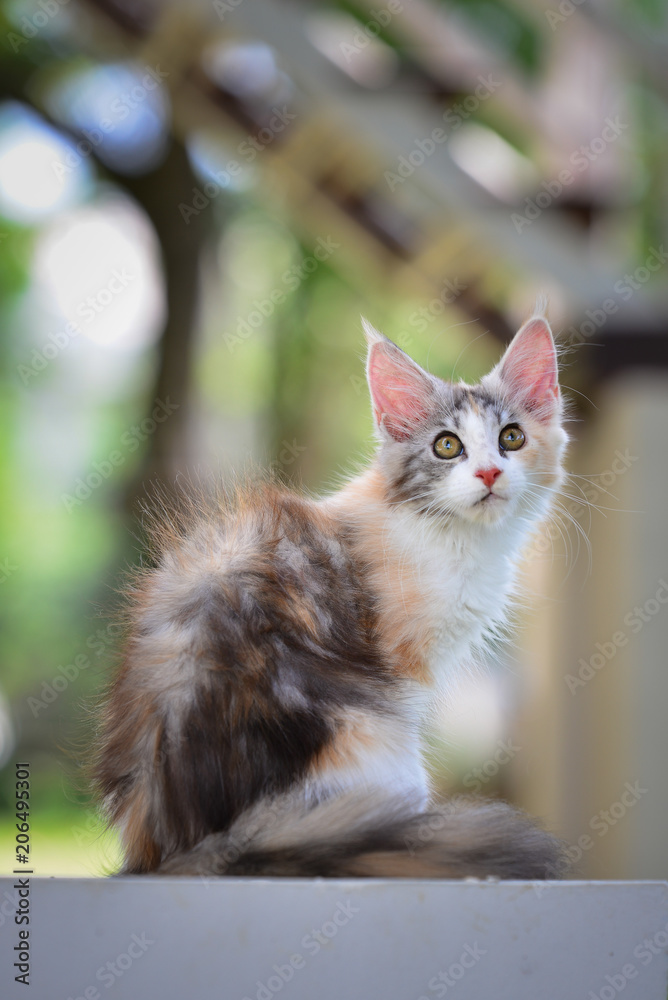 A brown tabby and white kitten chilling in green garden in daylight. black and white cat sitting on wooden garden chair blurry background by sunlight. A brown tabby and white kitten chilling in green garden in daylight. black and white cat sitting on wooden garden chair blurry background by sunlight.
