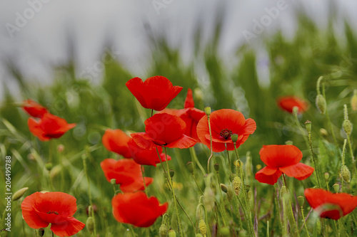  A natural composition of some flowering red poppies in the sunlight with a field of green wheat in the background.