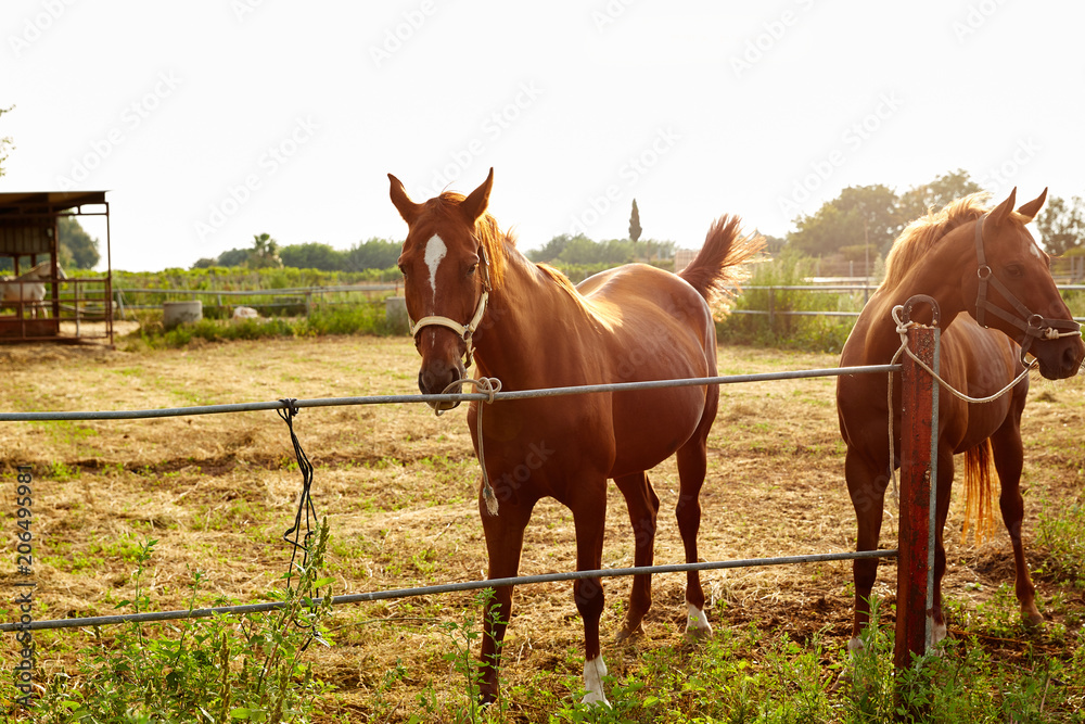 Brown horses at sunrise grazing Brown horses at sunrise grazing
