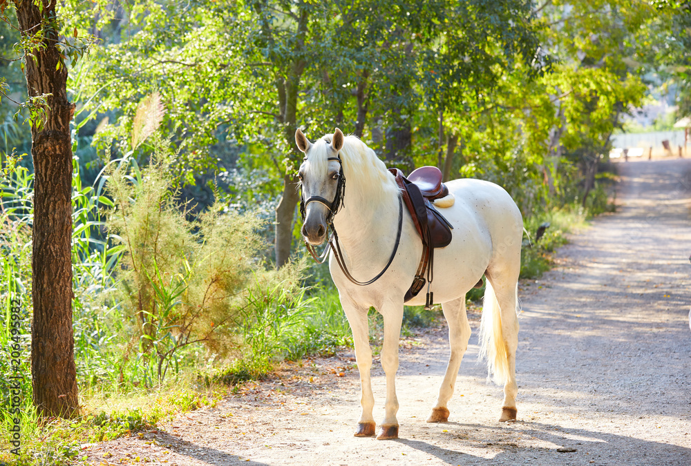White horse in a forest track relaxed White horse in a forest track relaxed