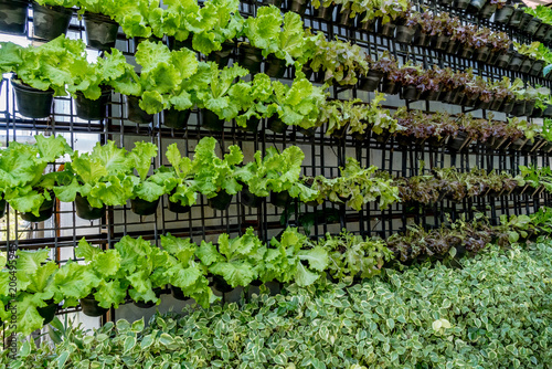 Wall of green vegetables