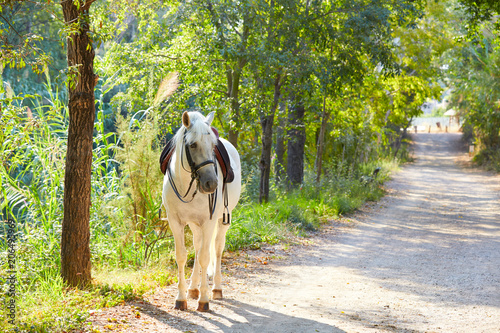 White horse in a forest track relaxed