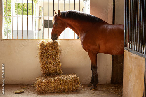 Картината върху платно Brown horse at stable eating a straw bale