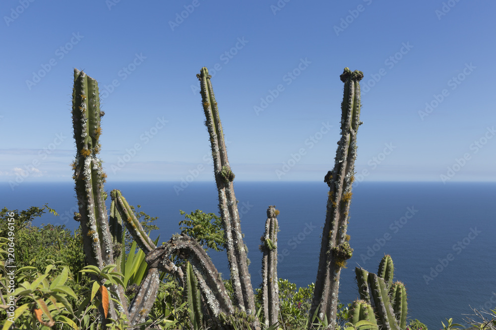 Cactus on the beach in Rio de Janeiro Brazil.