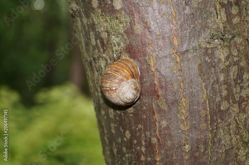 snail