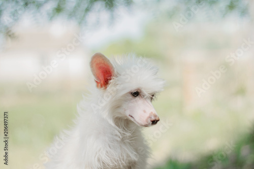 Fototapeta Naklejka Na Ścianę i Meble -  chinese crested dog beautiful spring portrait