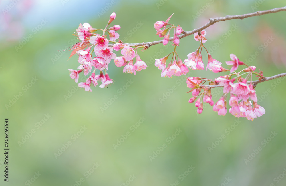 pink sakura flowers, beautiful Cherry Blossom in nature . pink sakura flowers, beautiful Cherry Blossom in nature .