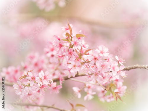 pink sakura flowers, beautiful Cherry Blossom in nature . © missisya