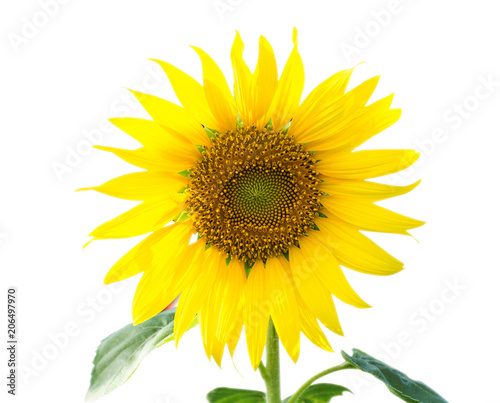 sunflower isolated on white background © thekopmylife