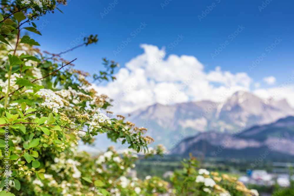 White flowers on mountains background in Alps