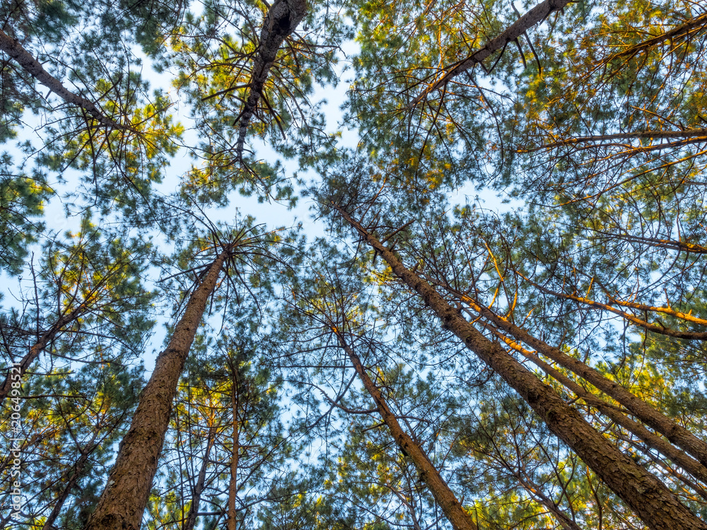 Obraz premium alpine tree in the camping site, outdoor expedition activity