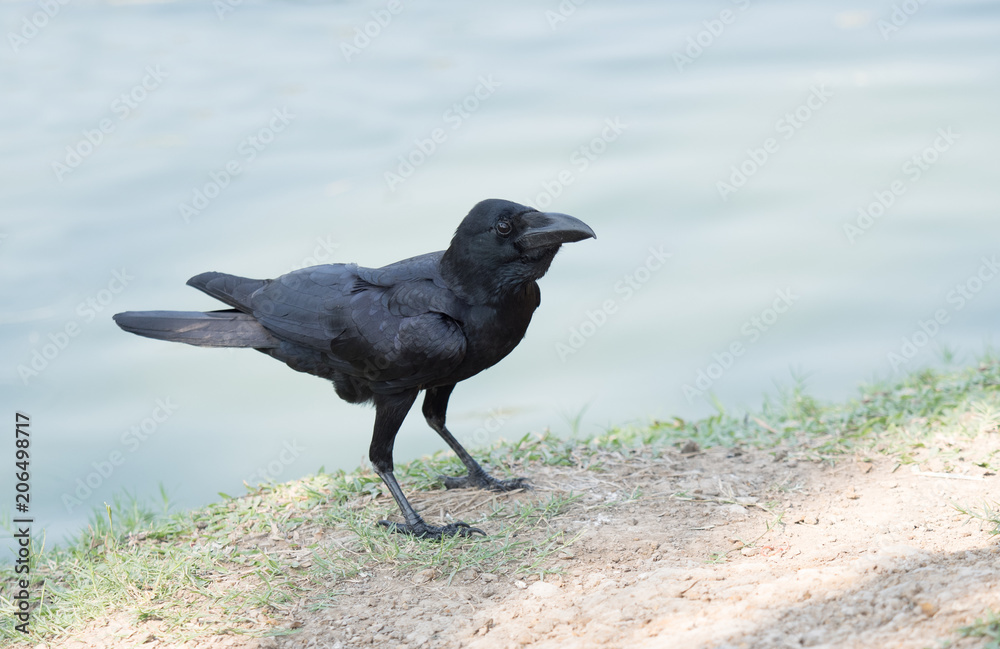 Naklejka premium close up shot on crow, black bird