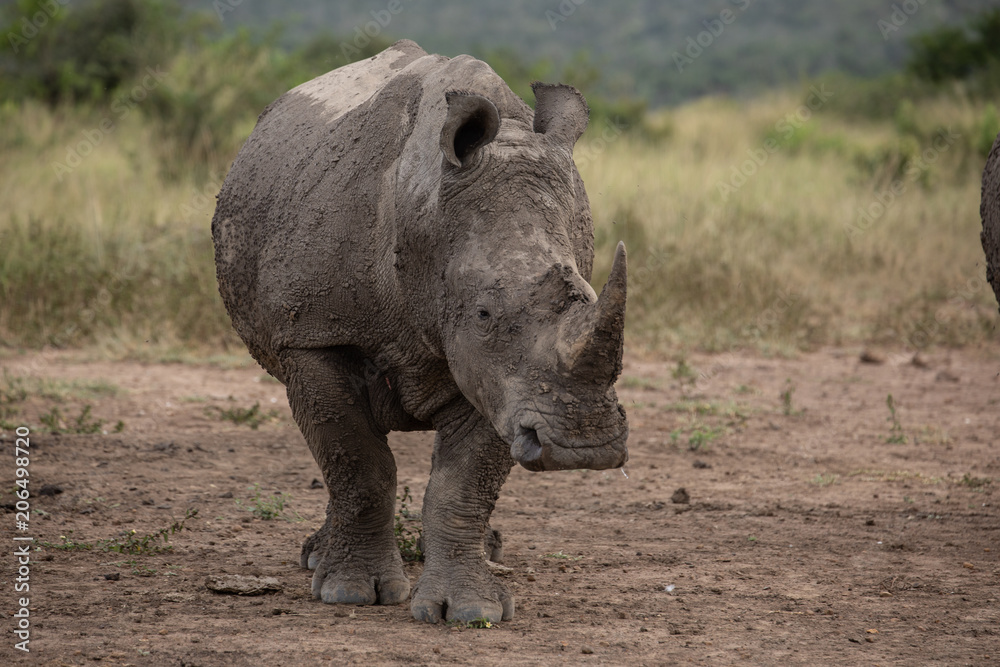 Rhino on duty Rhino on duty