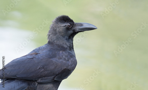 close up shot on crow  black bird