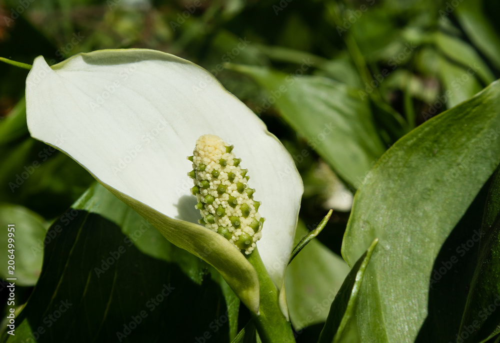 Close up of white calla palustris flower with leaves, swamp plant. Close up of white calla palustris flower with leaves, swamp plant.