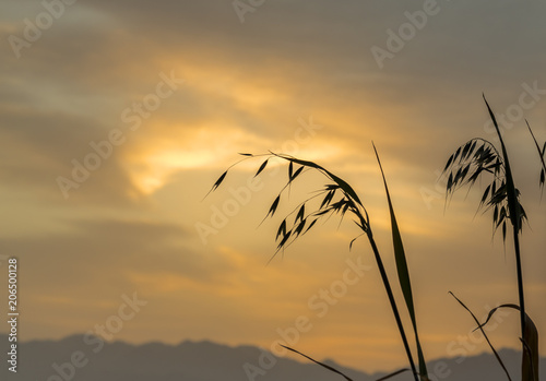 Branch of oat against of the rising sun above mountains