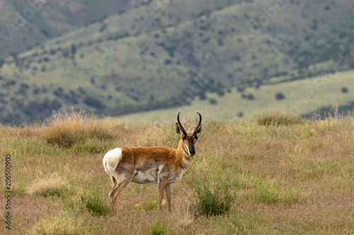 Pronghorn Antelope Buck
