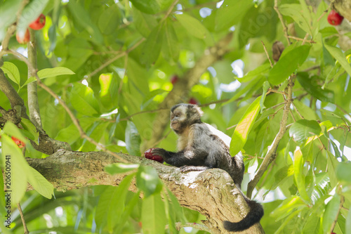 Little monkey in lage Park in Rio de Janeiro.
