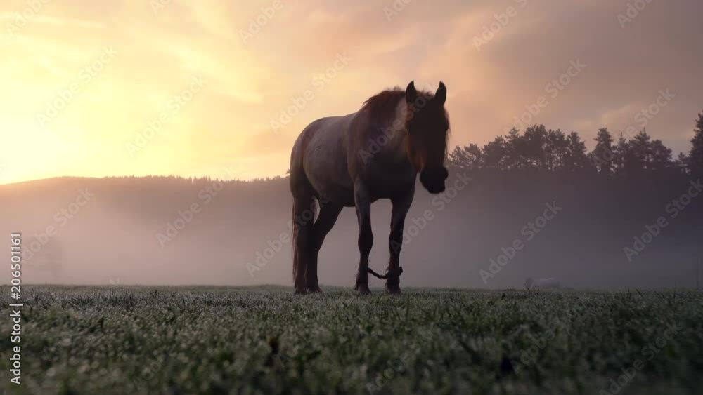 Horse grazing on pasture at sunrise in spring Horse grazing on pasture at sunrise in spring