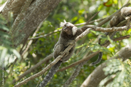 Little monkey in Rio de Janeiro Brazil (Callithrix penicillata).