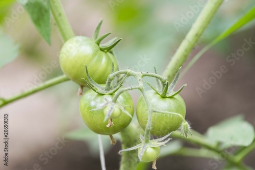 green tomato in greenhouse. unripe tomato plant 