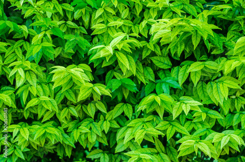 Creative tropical green leaves,for background,vintage tone.