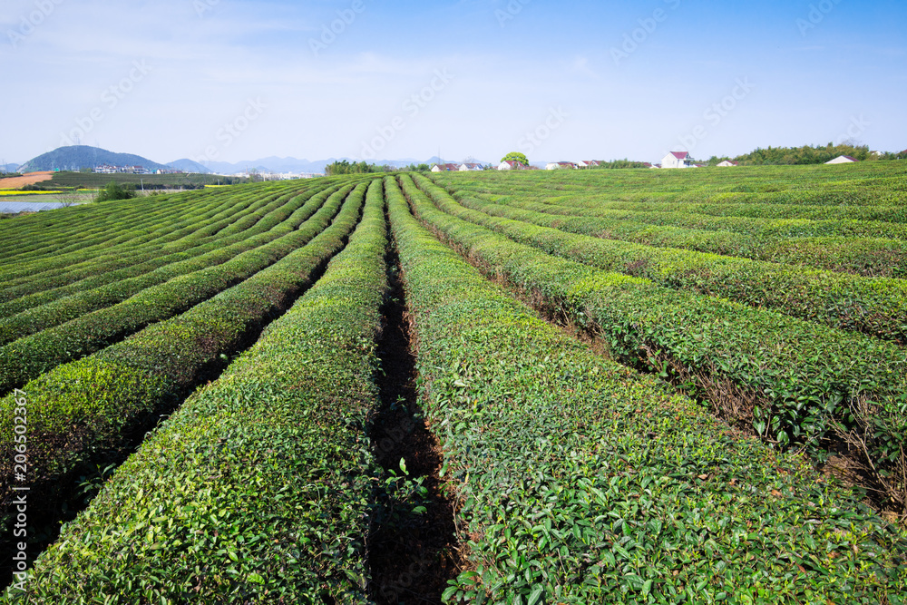 Green tea garden on the hill,china