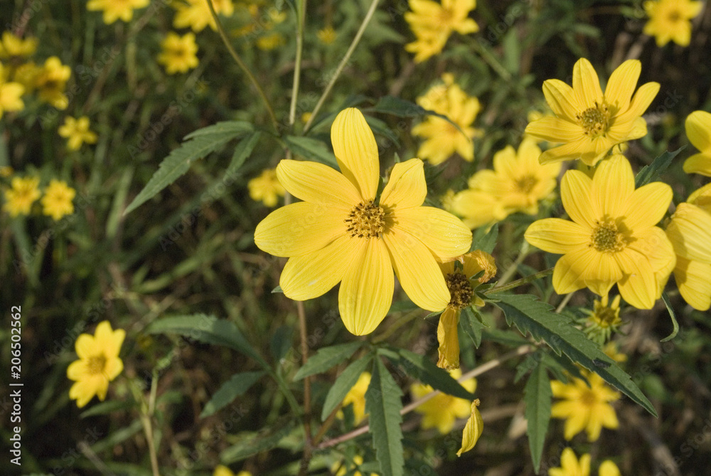 Yellow tickweed sunflowers in grass