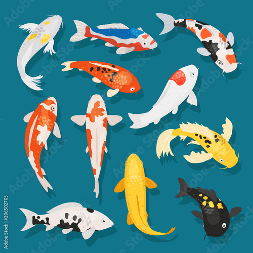 Japanese fish vector illustration carp and colorful oriental koi in Asia set of Chinese goldfish and traditional fishery isolated background