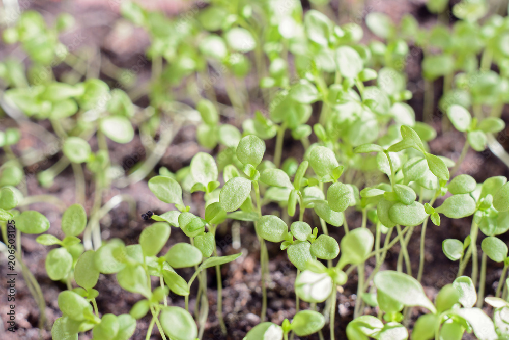 sprouts sprouts