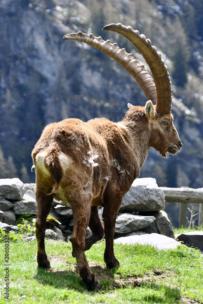Lo stambecco in alta valle d'Aosta. Lo stambecco in alta valle d'Aosta.