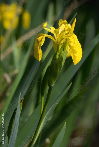Yellow irisses