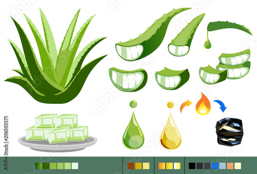 Properties of Aloe Vera concept. Processing of medicinal plants.