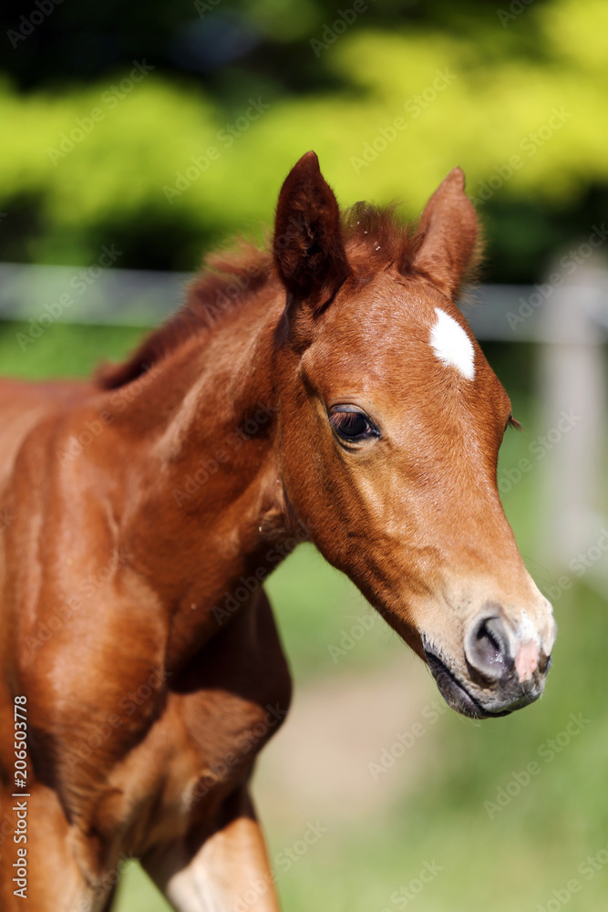 One weeks old cute filly galloping on pasture One weeks old cute filly galloping on pasture