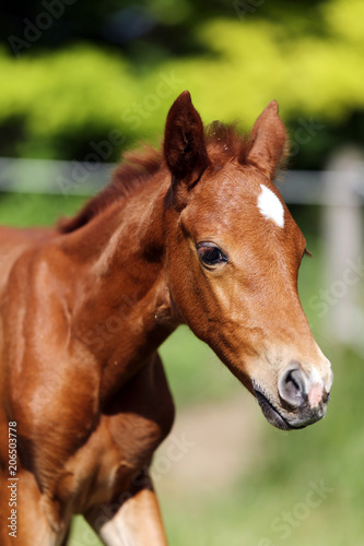 One weeks old cute filly galloping on pasture