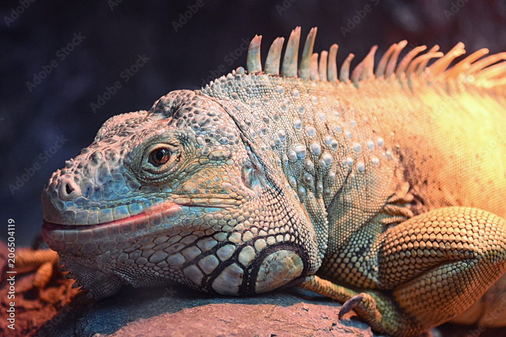 Obraz premium Beautiful iguana portrait
