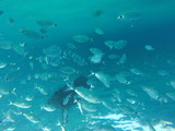 Fondo marino lleno de peces en Mallorca, isla de vacaciones