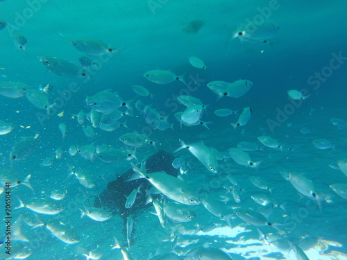 Fondo marino lleno de peces en Mallorca, isla de vacaciones © Jaime