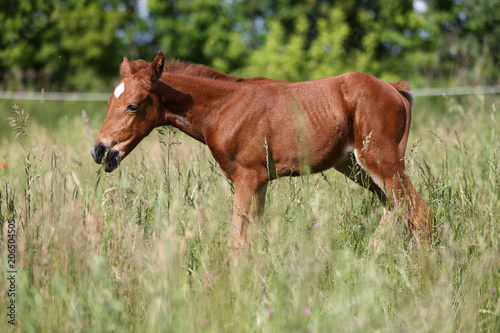 Portrait of a baby horse summertime © acceptfoto