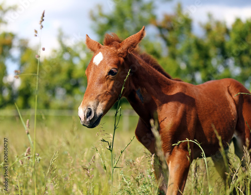 Portrait of young baby horse