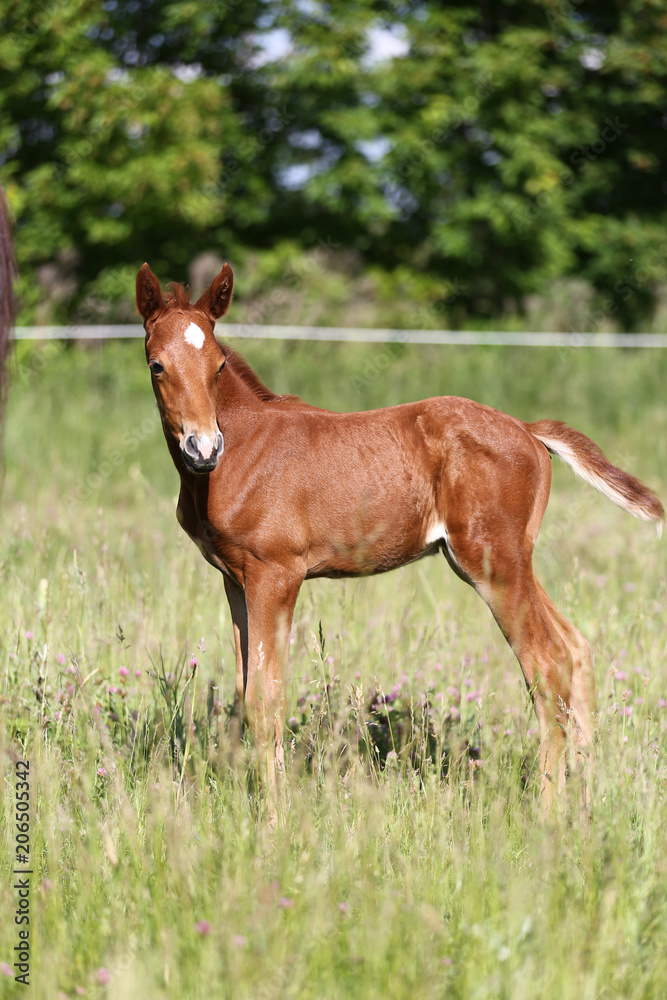 Fototapeta premium Vertical photo of a newborn beautiful young horse