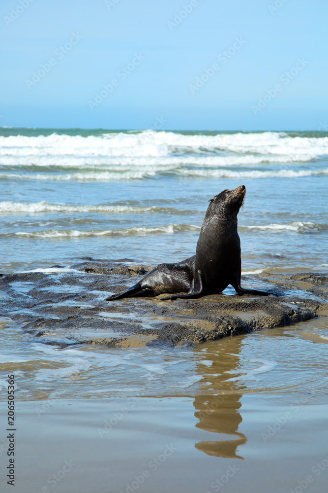 Obraz premium Seal chilling on the beach