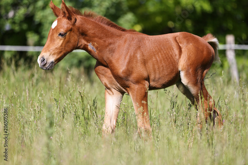 Closeup of a newborn purebred horse