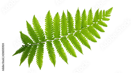 Green leaves fern tropical plant isolated on white background, clipping path included. photo