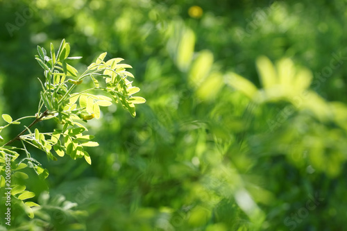 the sun shines through the young green foliage of a tree. acacia leaves blurred background