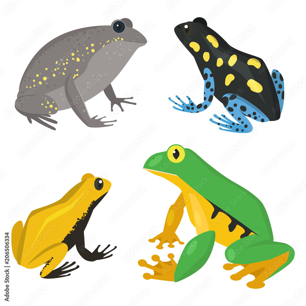 Fototapeta premium Frog vector cartoon tropical wildlife animal green froggy nature funny illustration toxic toad amphibian.