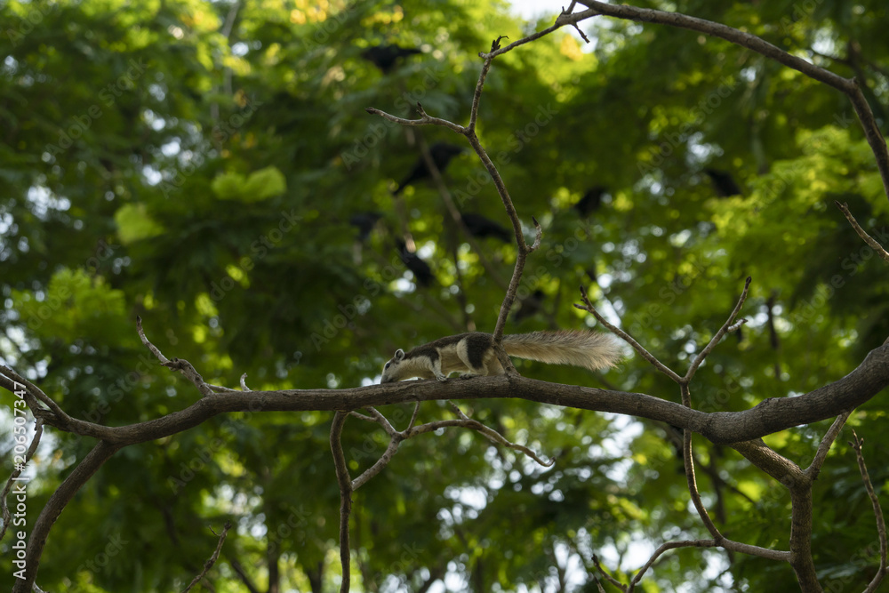 Fototapeta premium Squirrel on the branch